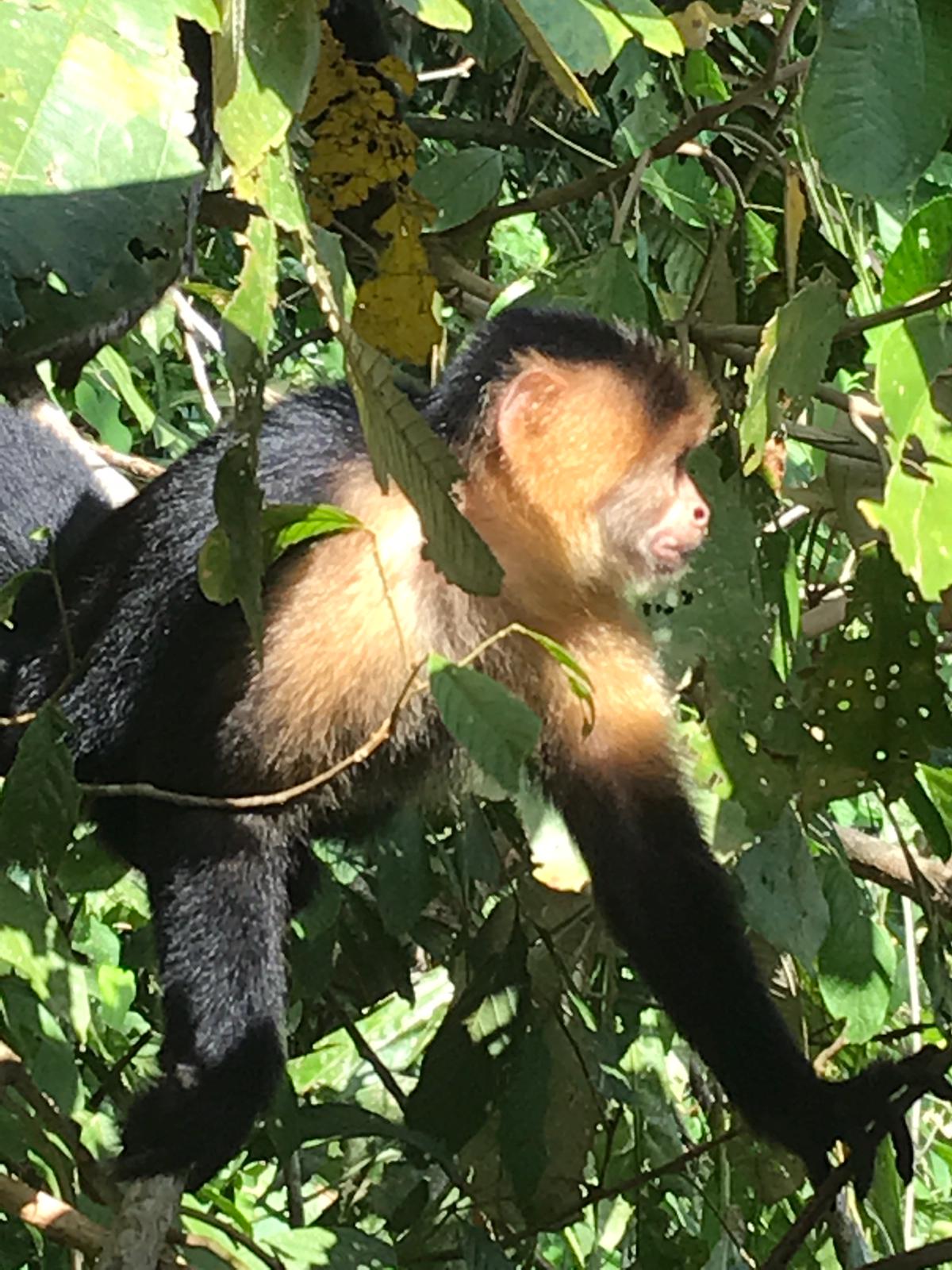 Capuchino. Lago Gatún. Foto R. Puig