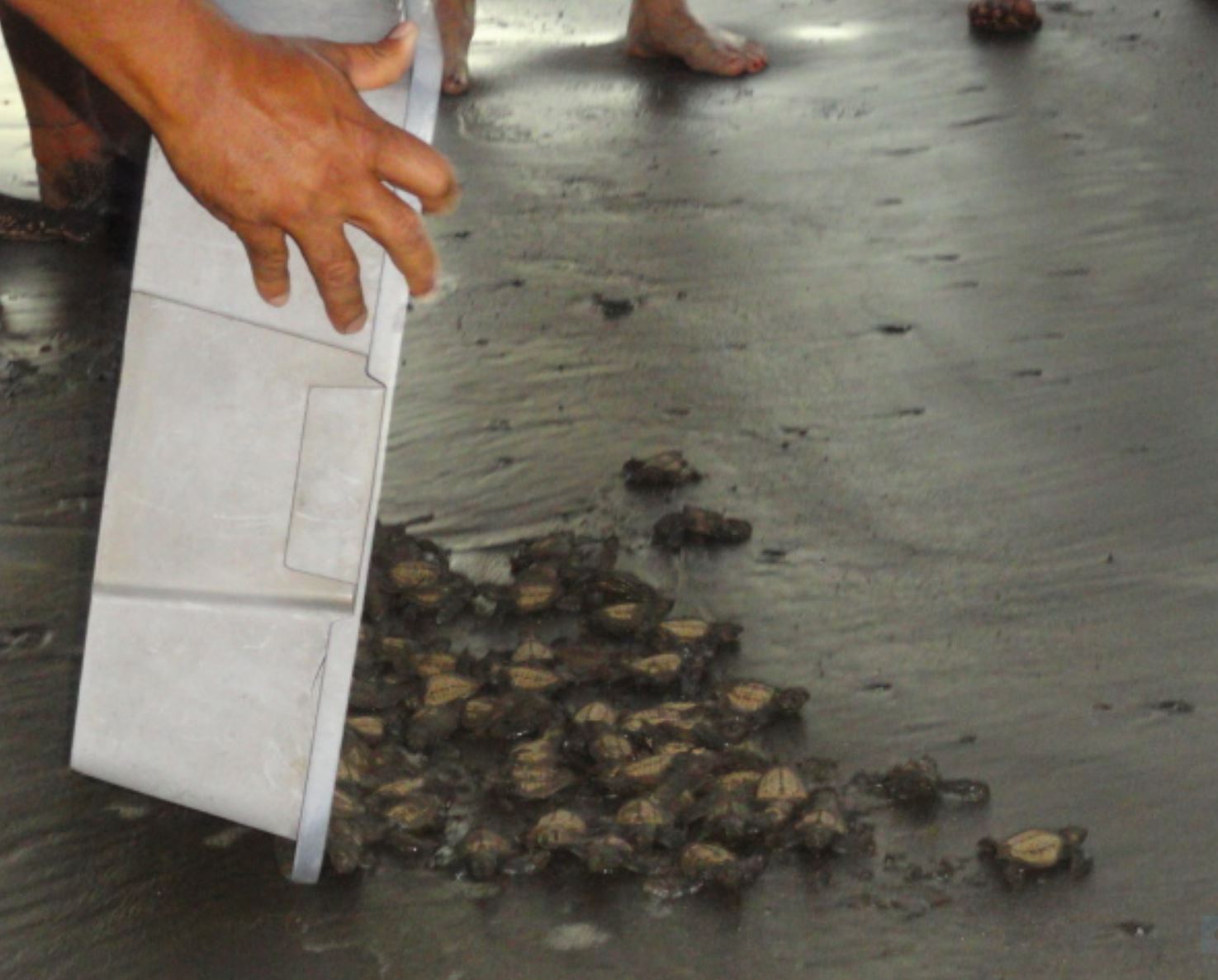 Liberando a las tortuguitas. Foto R.Puig