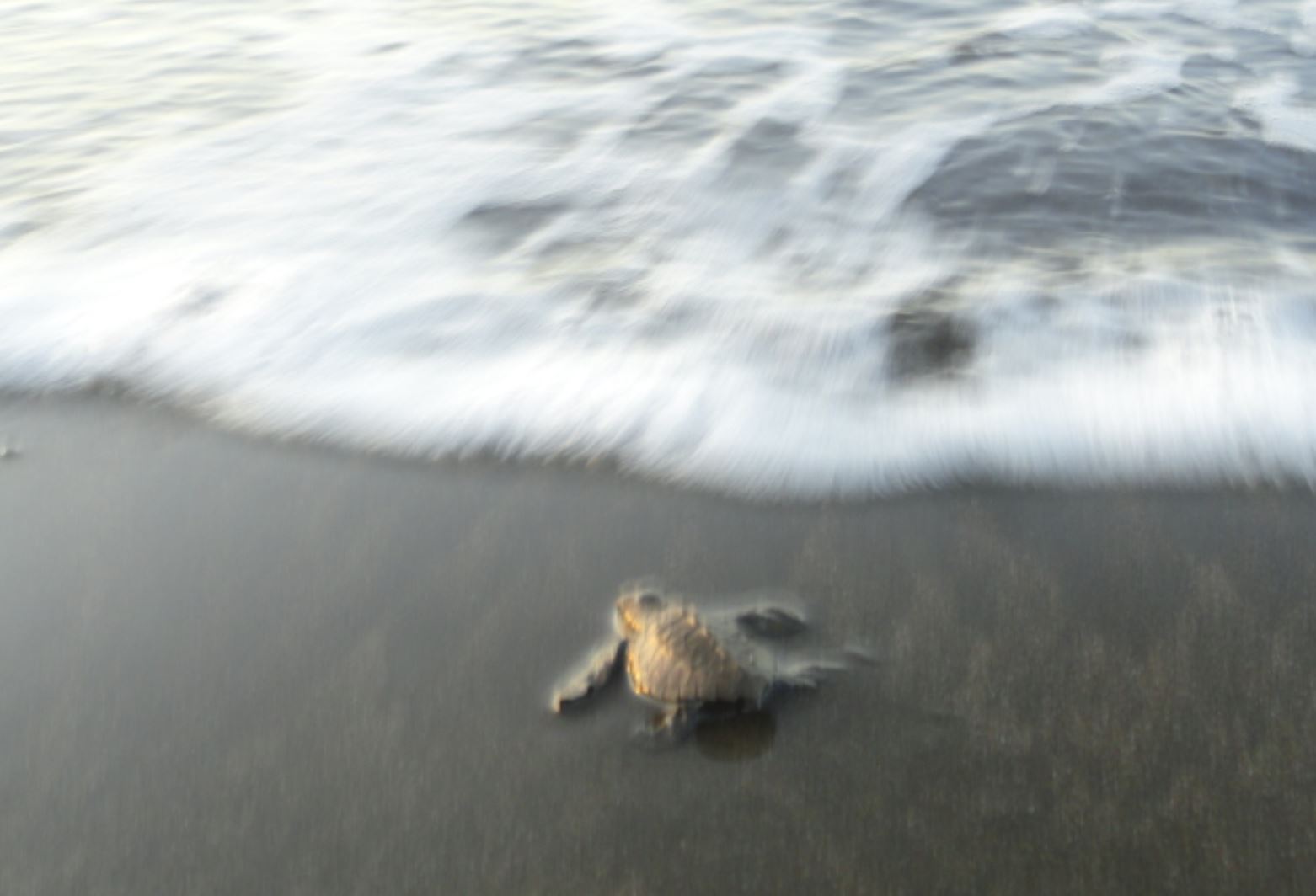 Con la ayuda de la ola. Foto R.Puig