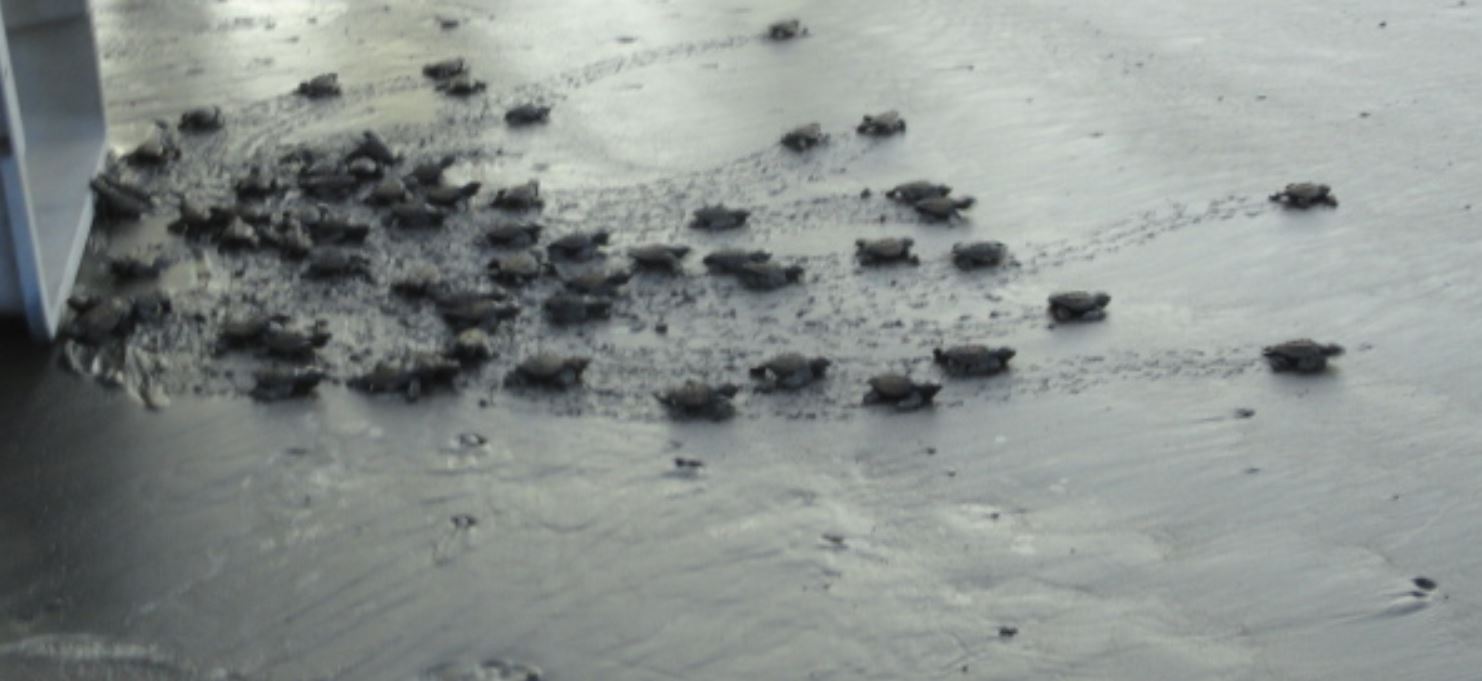 Dos o tres sobrevivirán. Foto R.Puig