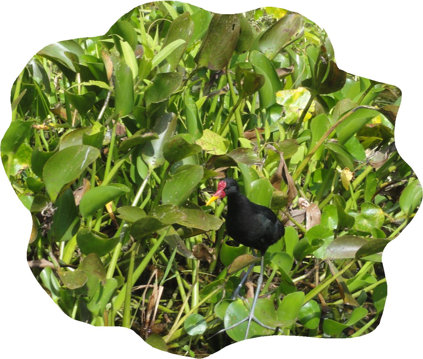 En el manglar. Foto R. Puig