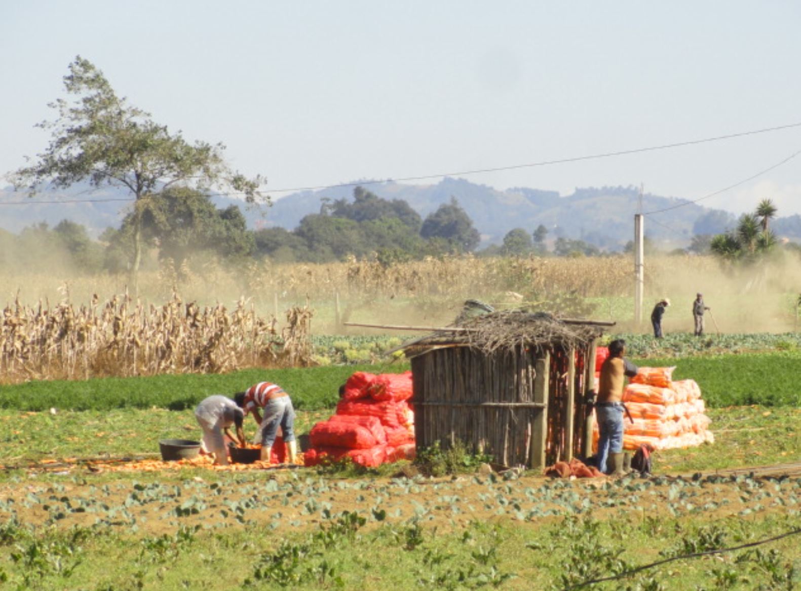En ruta hacia el lago de Atitlán. Cultivos para la exportación. Foto R.Puig