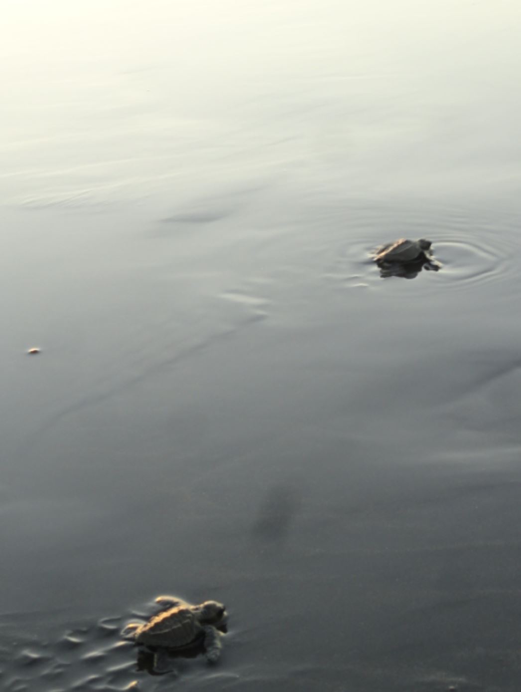 Ninguna se rinde. Foto R.Puig