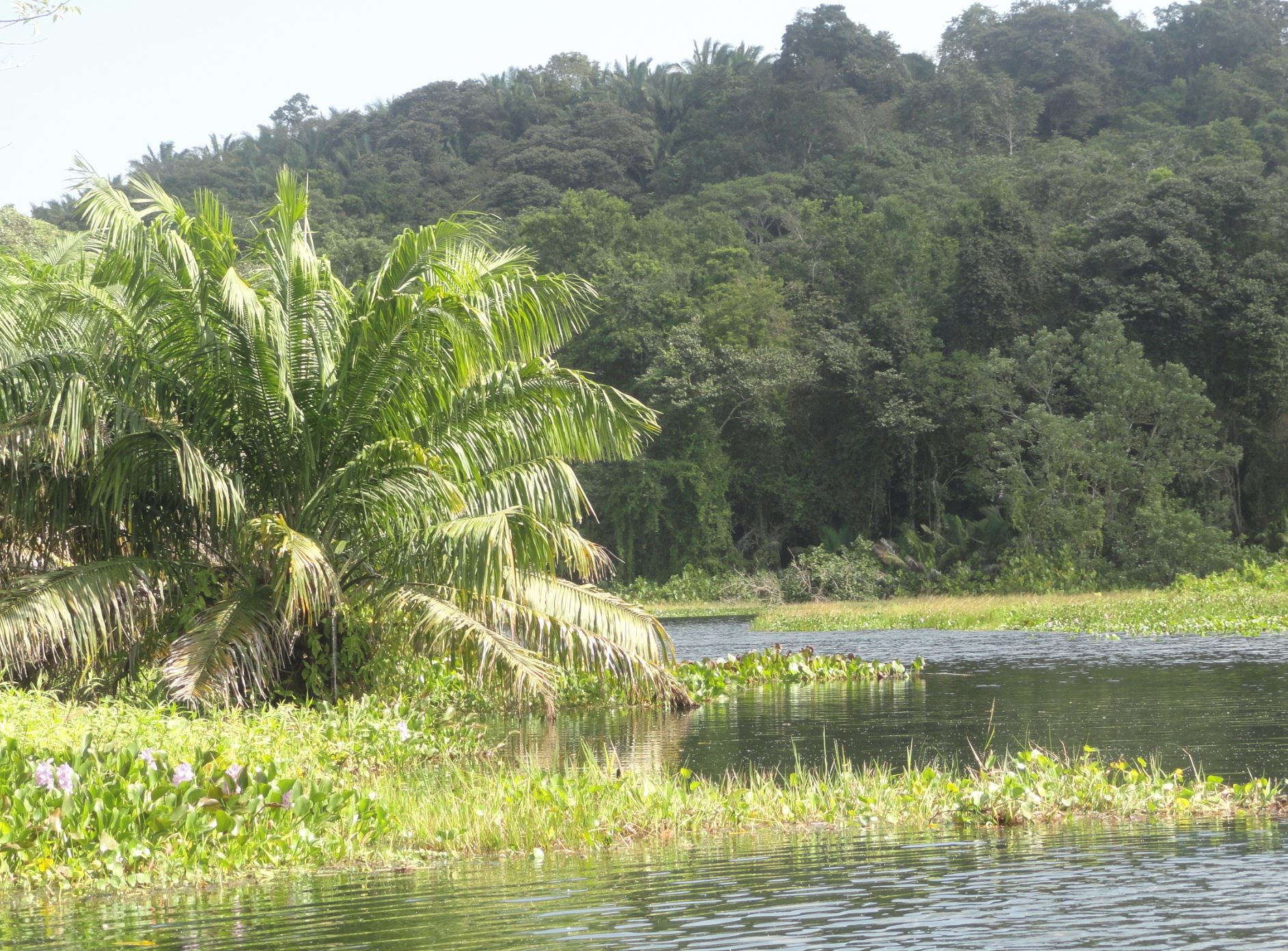 Por el lago Gatún. Panamá. Foto R.Puig