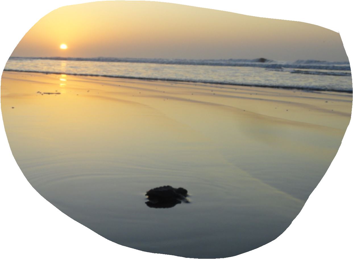 Por la tortuga que me parió. Foto R.Puig