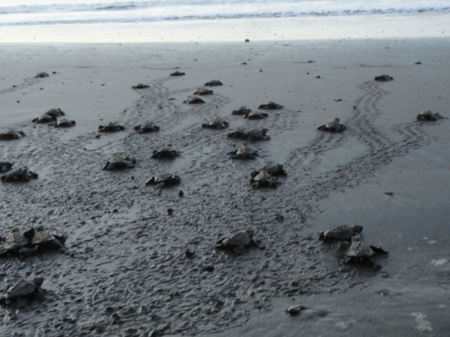 Saben el camino. Foto R.Puig