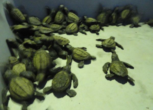 Tienen tres días y se preparan para el mar. Foto R.Puig