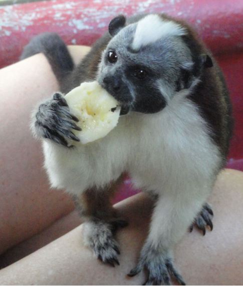 Tití. Lago Gatún. Foto R.Puig