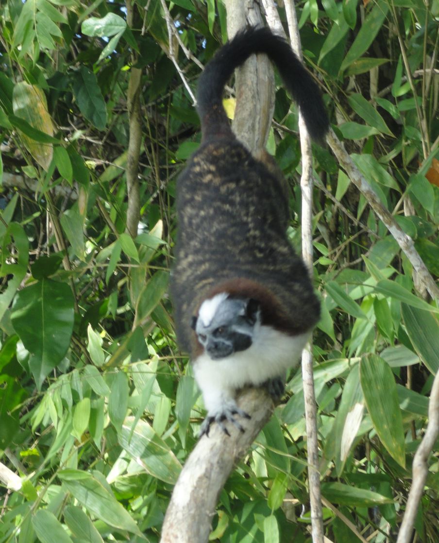 Tití. Lago Gatún. Foto R.Puig