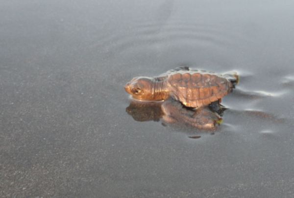 La tortuguita tozuda. Foto R.Puig. 