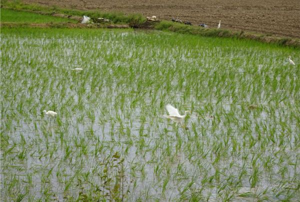 Arrozales en Túcume.13 febrero 2019. Foto R.Puig