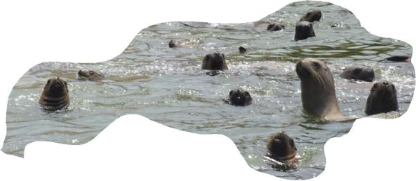 Bigotes. Foto R.Puig