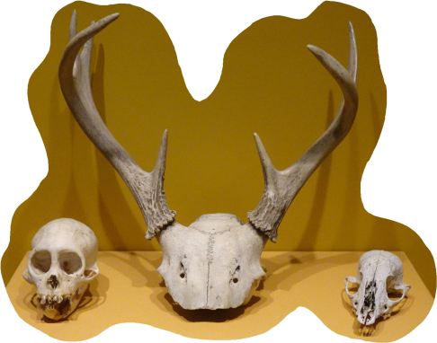 Cráneos de Mono, Venado y zorro. Túcume