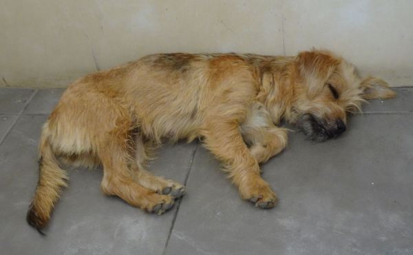 El guardián del museo. Túcume