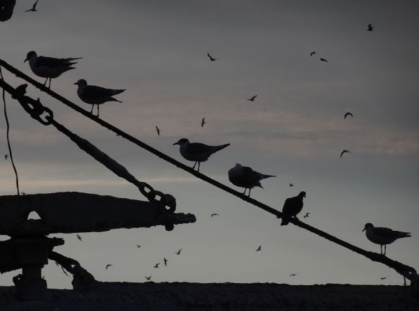 En el embarcadero. Foto R.Puig