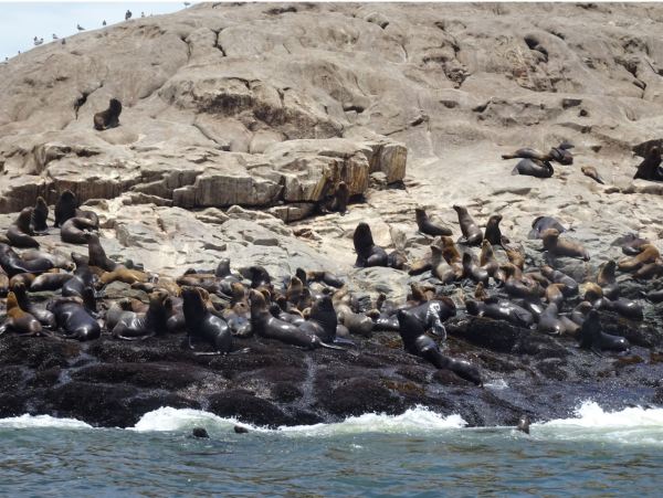 Lobos marinos en la Isla Palomino. Foto R.Puig