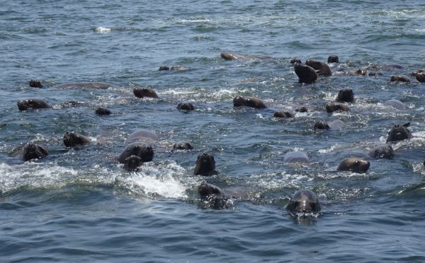 Nos saludan. Foto R.Puig