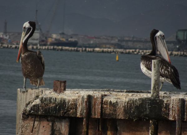 Veteranos. Foto R.Puig