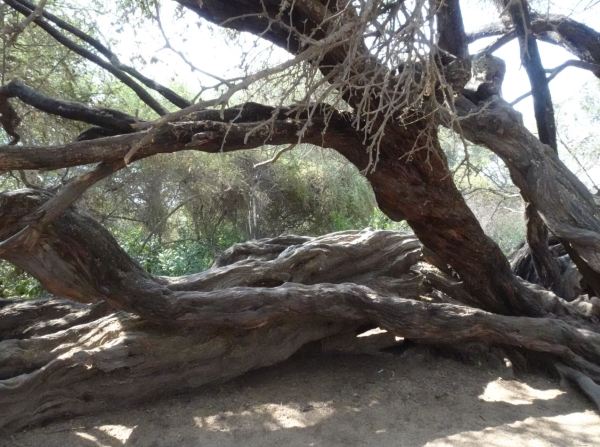 Arbol milenario. Foto R.Puig