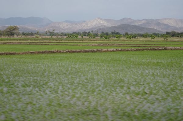 Arrozales en Lambayeque. Foto R.Puig
