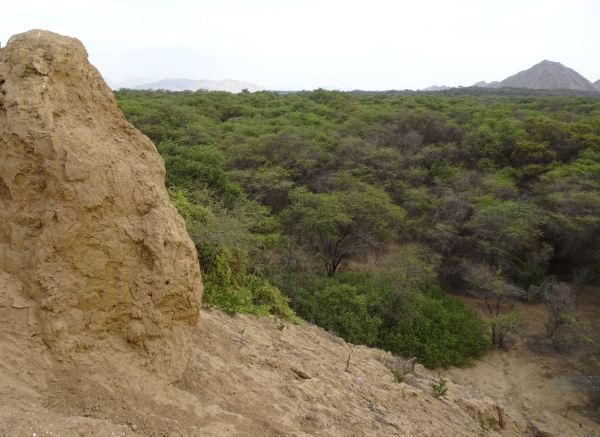 El bosque de Pómac desde la Huaca de la Merced. Foto R.Puig