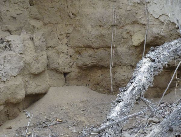 Formas del adobe en la Huaca de la Merced. Foto R.Puig