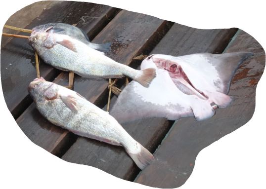 Recién pescados. Huanchaco. Foto R.Puig