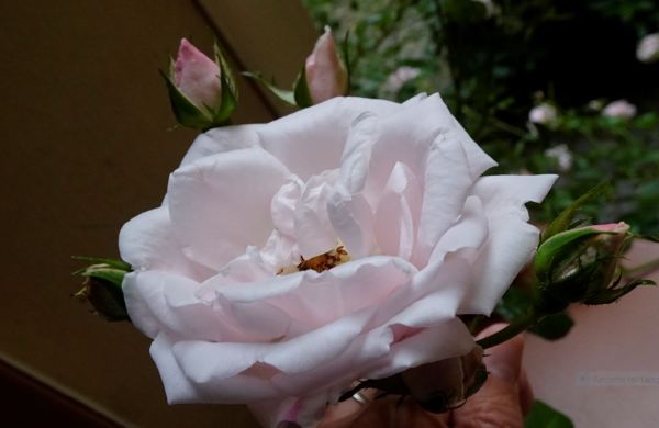 Decadencia y renovación. Foto R.Puig