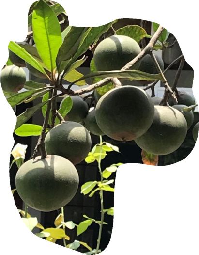 Lúcumas de Pachacamac. Foto R.Puig