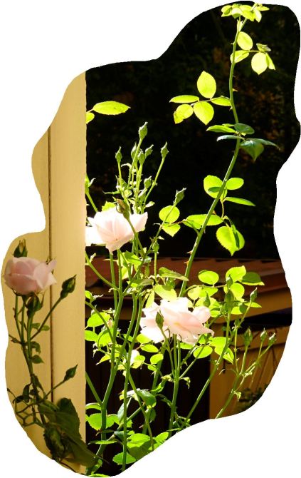 Rosas en nuestra ventana. Foto R.Puig