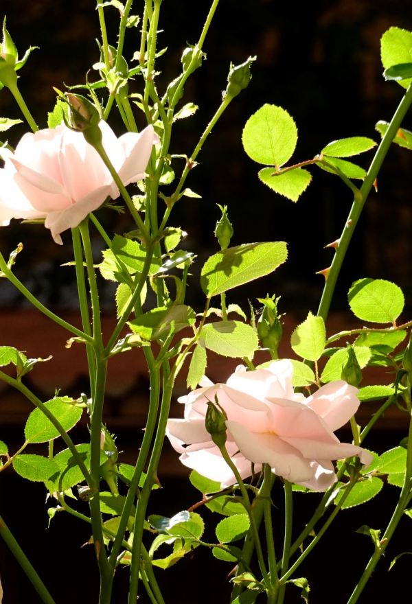 Rosas en nuestra ventana. Foto R.Puig