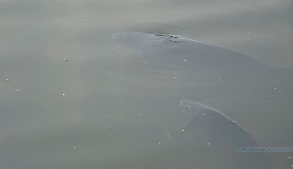 Slottskogen. Foto R.Puig