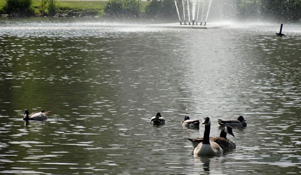 Slottskogen. Foto R.Puig