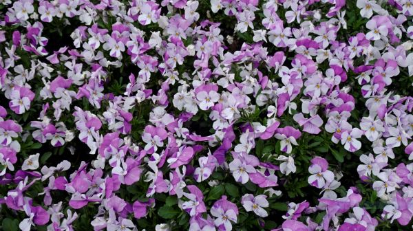 Trädgårdsföreningen. Gotemburgo. Foto R.Puig