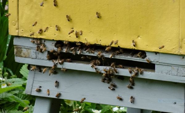 Trädgårdsföreningen. Gotemburgo. Foto R.Puig