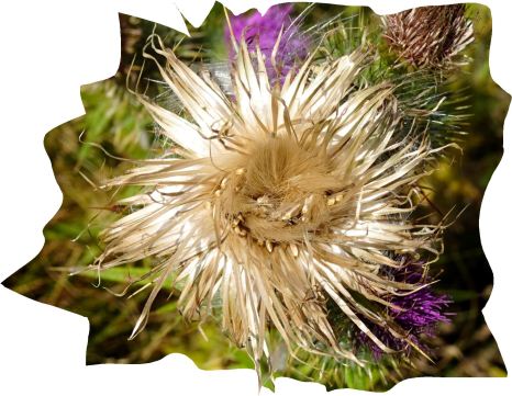 Flor de cardo. Pilane. Foto R.Puig