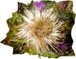 Flor de cardo. Pilane. Foto&nbsp;R.Puig