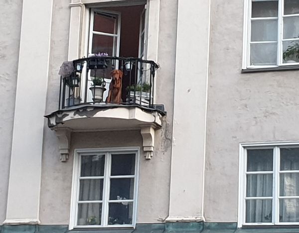 Spleen de perro. Foto R.Puig