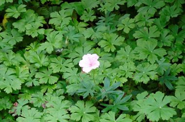 Aussi vrai qu’une plante Foto R.Puig