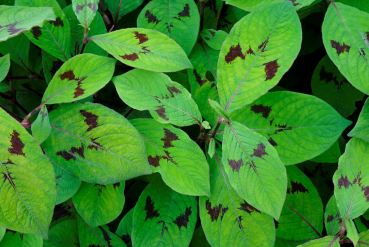 Rêver à la mort. Foto R.Puig