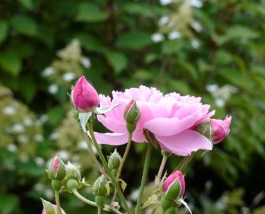 Reste là. Foto R.Puig