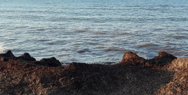 Hojas muertas de Posidonia. Playa de la Almadraba. Foto R.Puig
