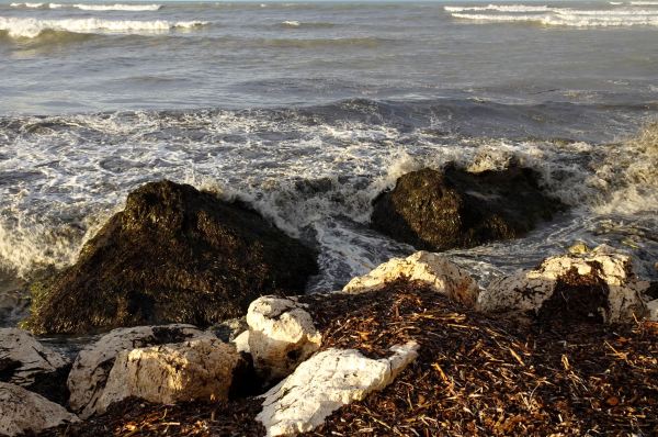 Posidonia. Foto R.Puig