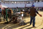 Ondara, Feria de ganado. Vengan y vean. Foto&nbsp;R.Puig