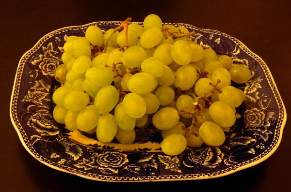 Vendange. Foto R.Puig