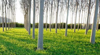 Alfombra de pistilos. Foto R.Puig