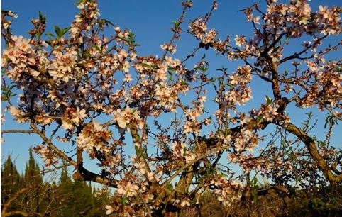 Almendros en febrero. Foto R.Puig