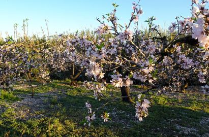 Almendros en febrero. Foto R.Puig