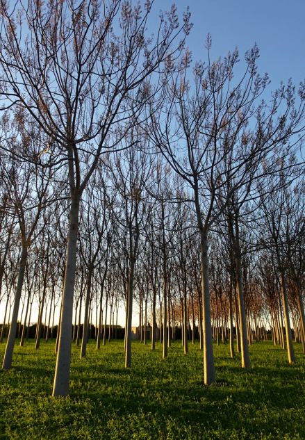 Esbeltas arboledas. Foto R.Puig