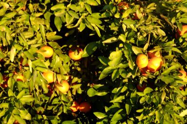 Naranjas en febrero. Foto R.Puig